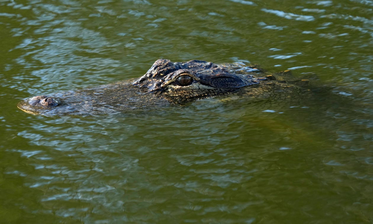 crocodile