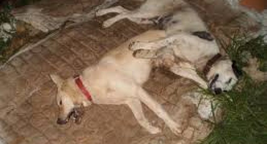 images-88-1-rdcjdpoz6wshve58do25iwhbe5q6brtu9ccp0vgtx4