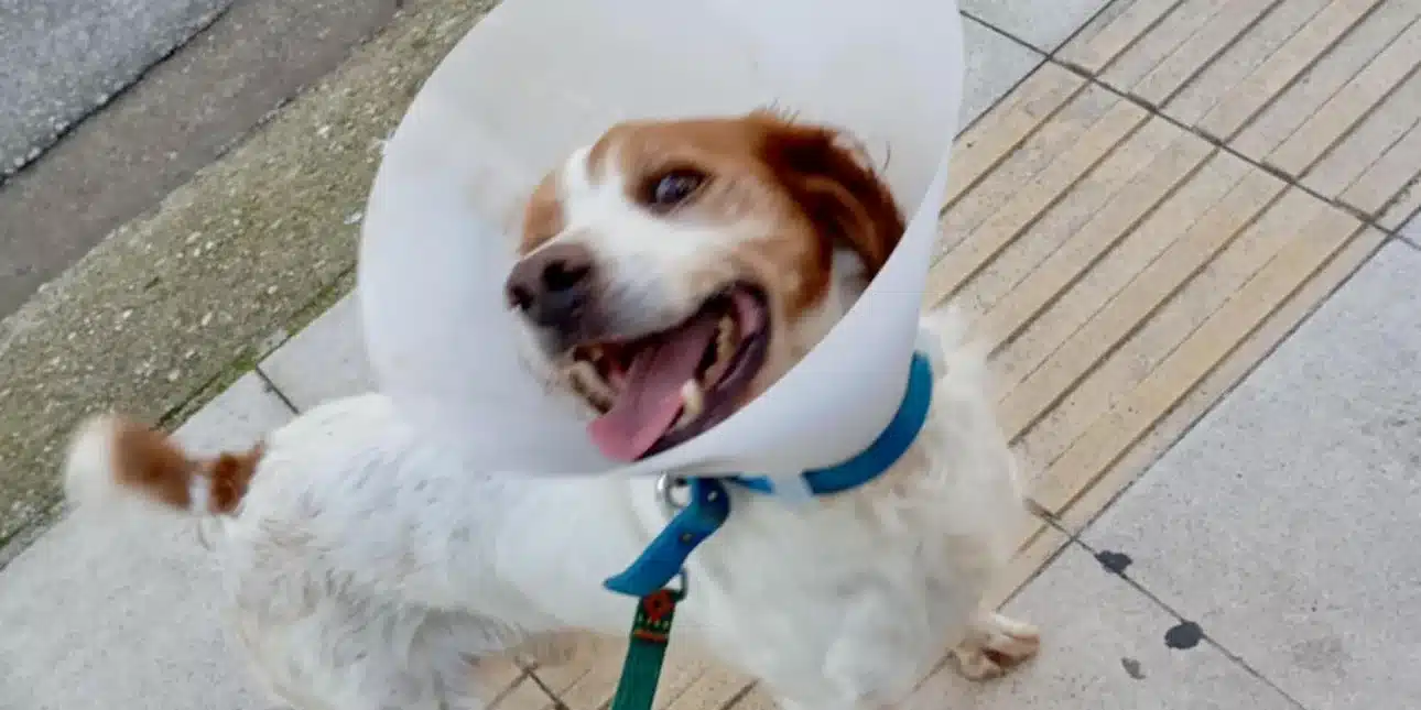 skylakos-ileia.jpg (1)