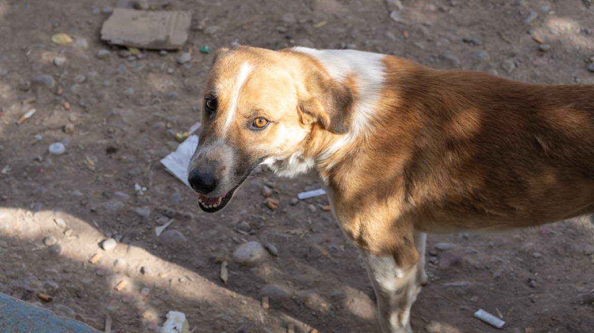 stray_dog_greece_nn