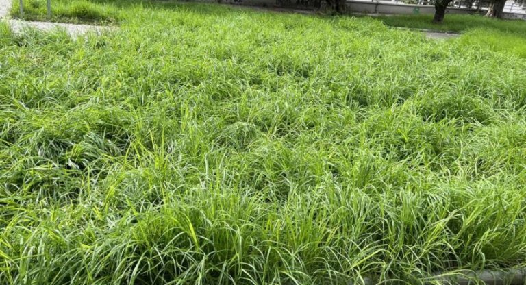 Η Πλατεία Ηρώων στα Σύνορα πνίγεται στα αγριόχορτα – Κραυγή αγωνίας από τους κατοίκους