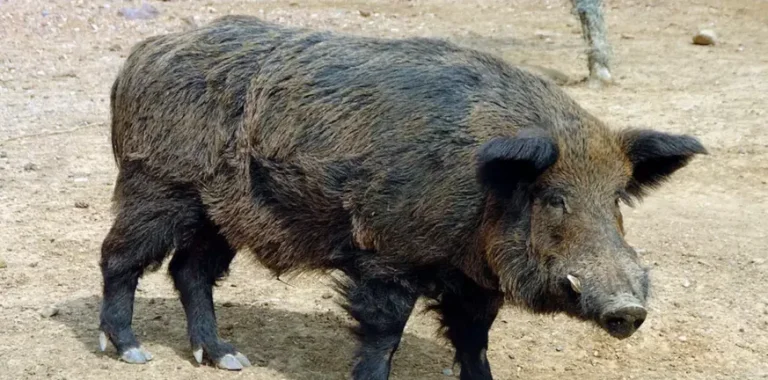 Οργή για το «κυνήγι της Πεντέλης»: Φιλοζωικές καταγγέλλουν μαζική θανάτωση αγριόχοιρων δίπλα σε κατοικημένες περιοχές
