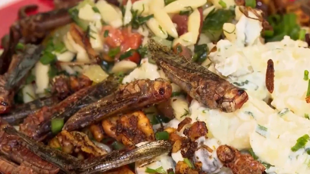 Καφέ που σερβίρει πιάτα… με ακρίδες και σκουλήκια έχει γίνει γαστρονομική τάση στο Μάρμπεργκ της Γερμανίας