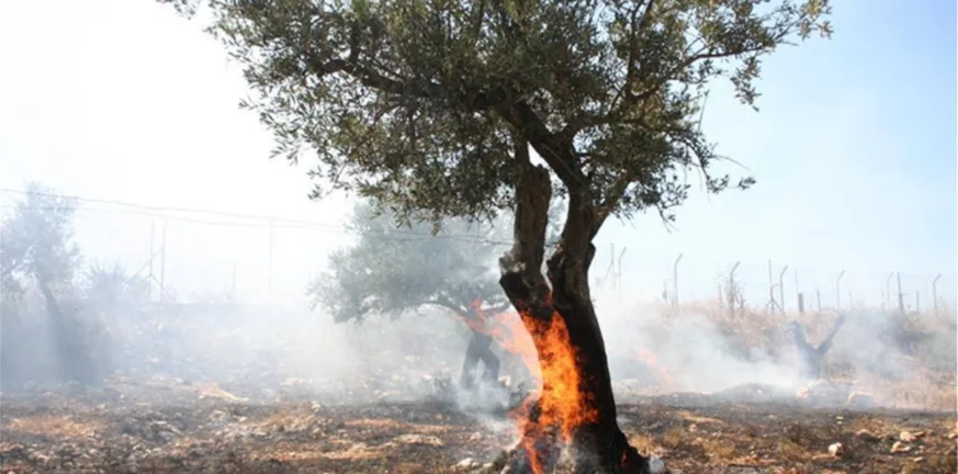 fotia-elies-neo-873x432