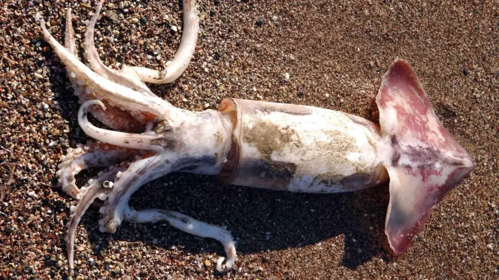 Γιγαντιαία καλαμάρια 17 κιλών έπιασε με τα χέρια του κάτοικος στη Μύκονο kalamari