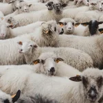 Ευλογιά αιγοπροβάτων: Εντατικοί έλεγχοι και αυξημένα μέτρα μέχρι το Πάσχα