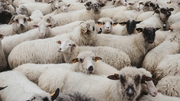 ΔΥΤΙΚΗ ΑΧΑΪΑ: Η ΕΥΛΟΓΙΑ ΦΕΡΝΕΙ ΑΠΟΚΑΛΥΨΕΙΣ… Πολλές οι περιπτώσεις ανύπαρκτων προβάτων που είχαν δηλωθεί