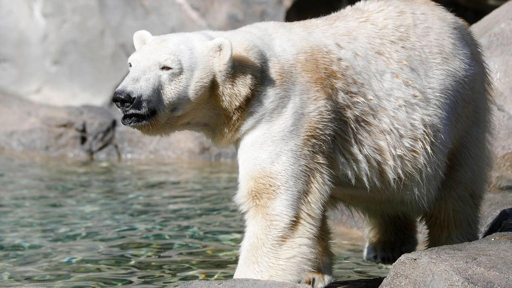 Ειδήσεις και νέα για Πάτρα , Δυτική Ελλάδα arkouda