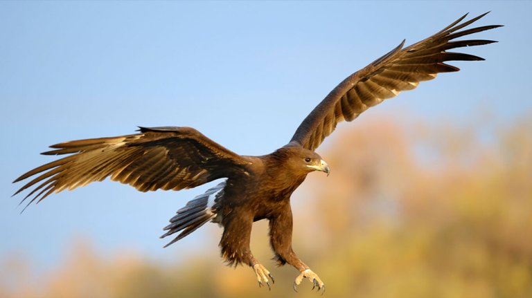 ΠΕΡΙΕΡΓΟ! Οι αετοί στην Ουκρανία αλλάζουν πορεία για να αποφύγουν τις μάχες