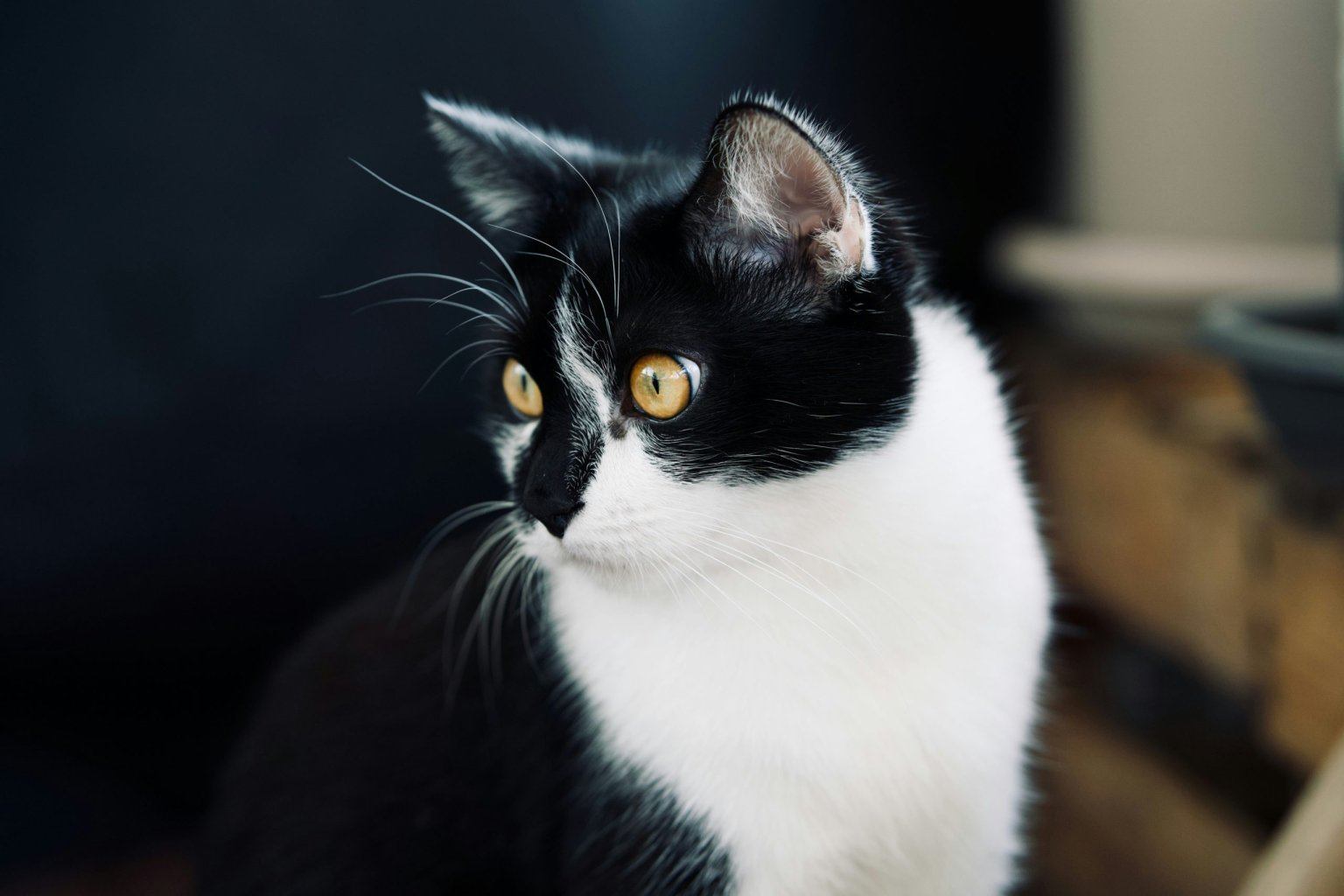black-white-cat-unsplash-scaled