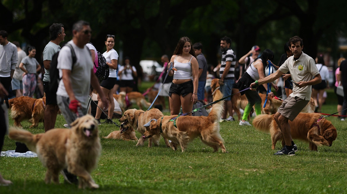 buenosaires_golden_retrievers-ap-xrwma