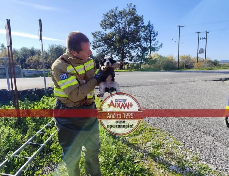 Μεσολόγγι: Πέταξαν κουτάβια σε αυλάκι – Τα έσωσε η Πυροσβεστική ΦΩΤΟ diasosi-koutavakia-4