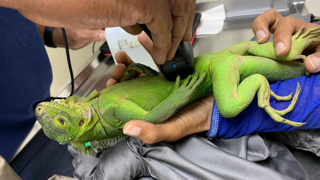 Νησί της Καραϊβικής γίνεται καταφύγιο αγάπης και προστασίας για απειλούμενο είδος ιγκουάνα