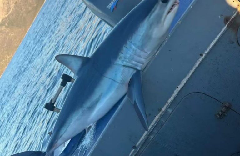 Ψαράς εντόπισε καρχαρία Μάκο στη νότια Εύβοια – ΦΩΤΟ