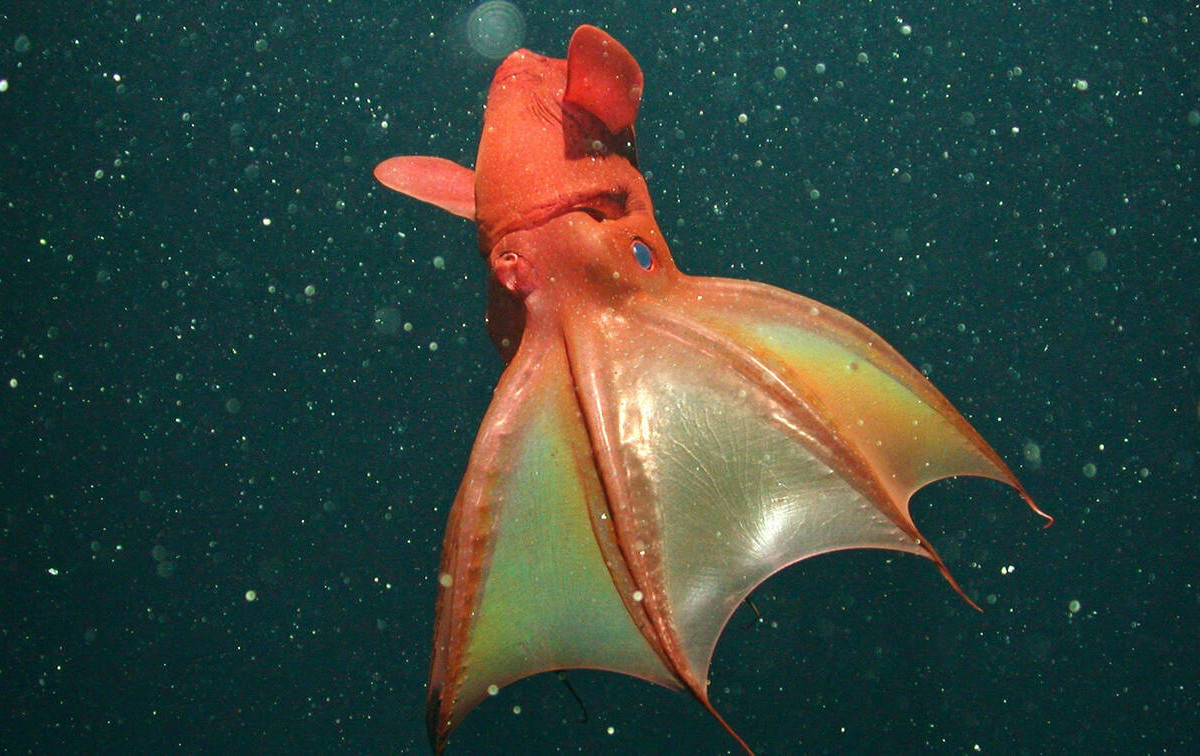 vampire-squid