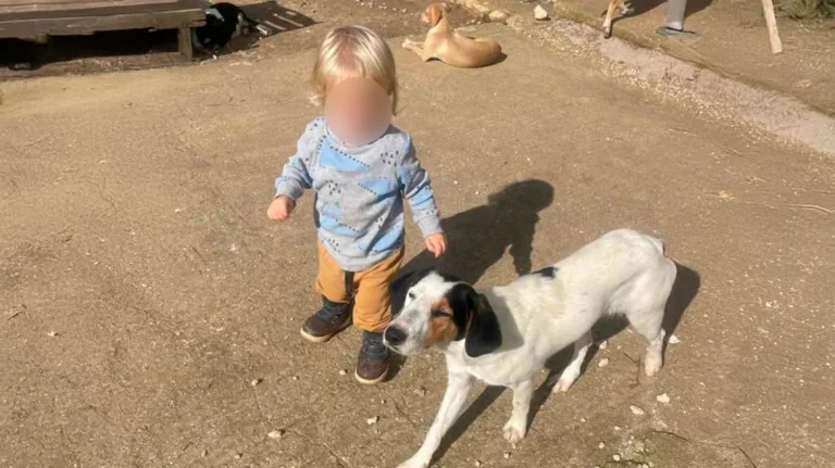 Πενταμελής επιτροπή από την Πάτρα θα κληθεί να αποφασίσει αν το πιτμπουλ θα πρέπει να θανατωθεί – Πριν λίγες μέρες είχε γενέθλια ο μικρός Λίο που σκοτώθηκε από το σκύλο στη Ζάκυνθο