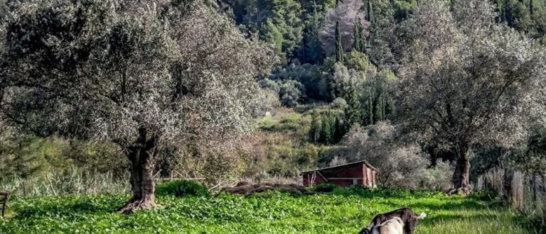 Τρεις άνδρες μπήκαν σε ποιμνιοστάσιο και θανάτωσαν 40 αρνιά