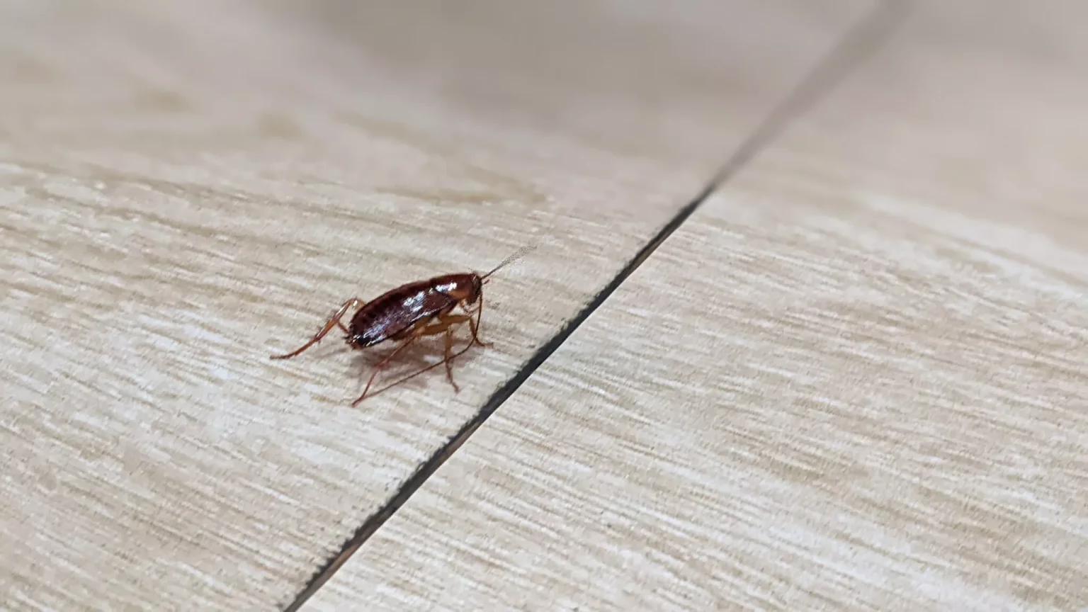 shutterstock_2680954049-2048x1152