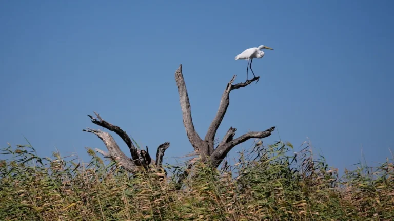 Τα δάση «φαντάσματα» της Αμερικής εξαπλώνονται - Άγονοι κορμοί, δείγμα ενός κλίματος σε κρίση