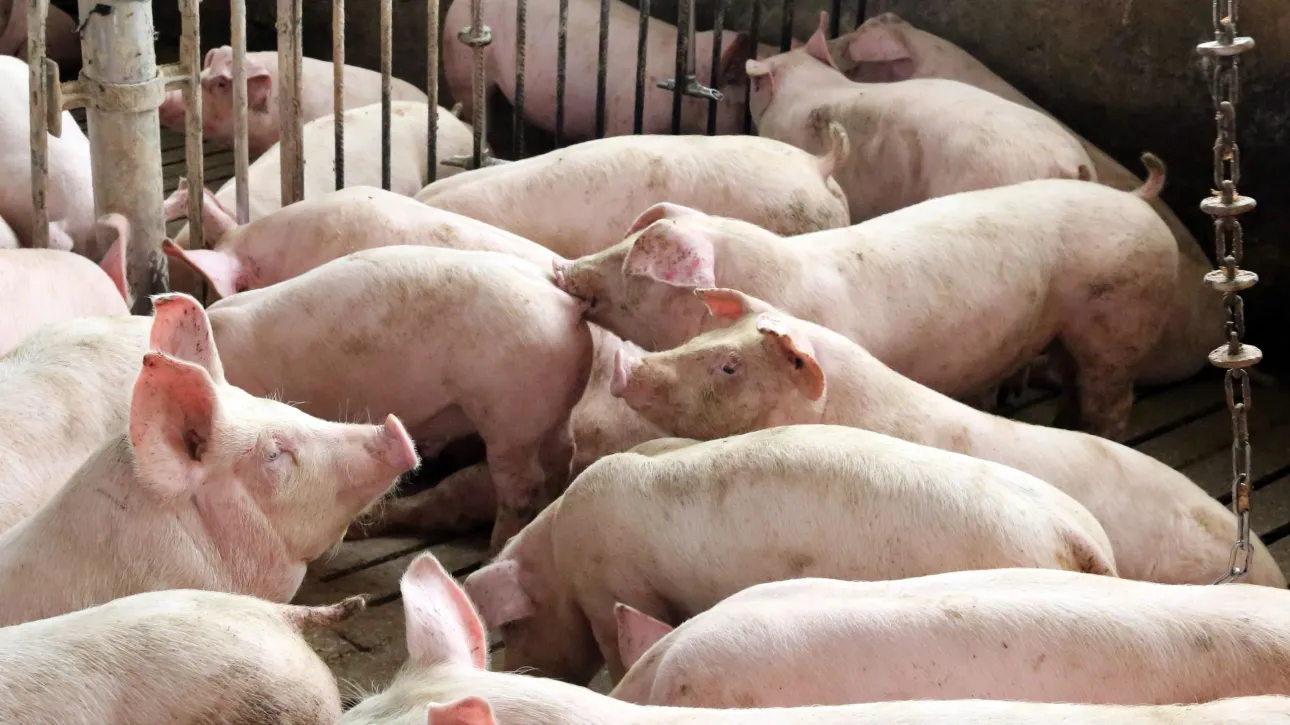 Ειδήσεις και νέα για Πάτρα , Δυτική Ελλάδα XOIROI