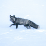 Επιστήμονες εντόπισαν για πρώτη φορά τη σπάνια αλεπού της Σιέρα Νεβάδα Επιστήμονες εντόπισαν για πρώτη φορά τη σπάνια αλεπού της Σιέρα Νεβάδα