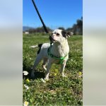 (ΒΙΝΤΕΟ): Η… Georgia δεν είναι και τόσο άγρια όσο δείχνει | Αξίζει να δείτε αυτή και τ’ άλλα τετράποδα που ψάχνουν σπίτι!