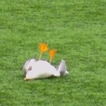 Πέθανε ο γλάρος που χτυπήθηκε από βολέ τερματοφύλακα – Περαστικός τον βρήκε στα σκουπίδια Πέθανε ο γλάρος που χτυπήθηκε από βολέ τερματοφύλακα – Περαστικός τον βρήκε στα σκουπίδια