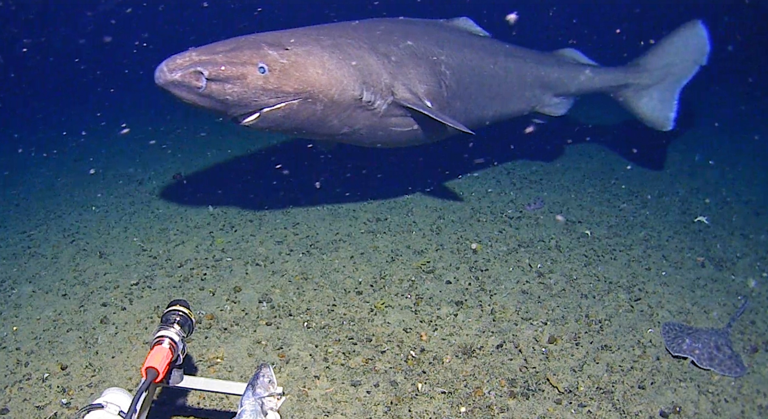 Ο καρχαρίας που αιφνιδίασε τους επιστήμονες στην Ανταρκτική Ο καρχαρίας που αιφνιδίασε τους επιστήμονες στην Ανταρκτική