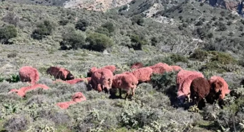 kokkina-probata-rjo069yvh3290toti3rlt0l7uiznbnr0cuxaw1nxiw