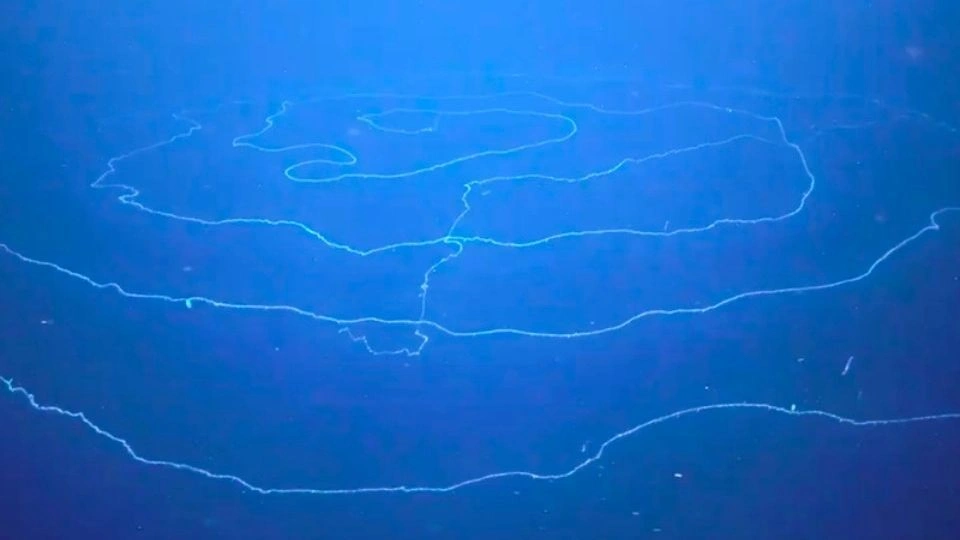 Ειδήσεις και νέα για Πάτρα , Δυτική Ελλάδα rob