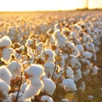 Η Ελλάδα πρωταθλήτρια στο ευρωπαϊκό βαμβάκι – Καλύπτει το 80% της παραγωγής