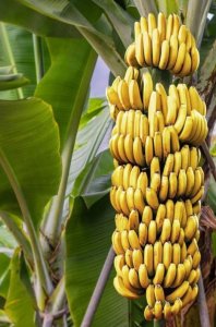 Εντοπίστηκε γονίδιο«ασπίδα» στην παγκόσμια πανδημία που πλήττει τις μπανάνες