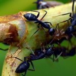 Απίστευτο περιστατικό στην Κένυα: Συνελήφθη άνδρας που επιχείρησε να εξαγάγει λαθραία 2.000 ζωντανά μυρμήγκια μέσα στις αποσκευές του