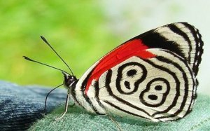 Στα όριά τους τα έντομα του Αμαζονίου Στα όριά τους τα έντομα του Αμαζονίου