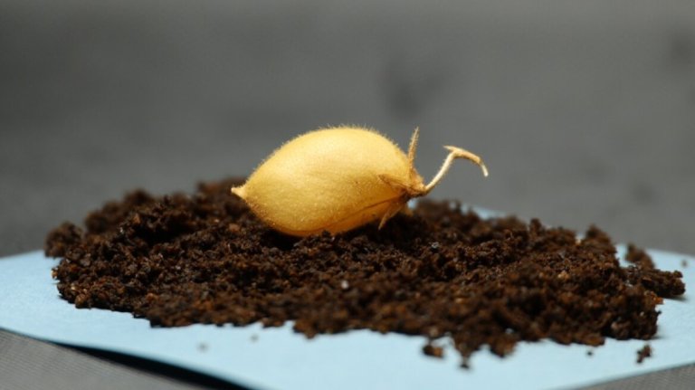 Νέο επιστημονικό επίτευγμα: Καλλιεργήθηκαν ρεβίθια σε προσομοιωμένο σεληνιακό χώμα