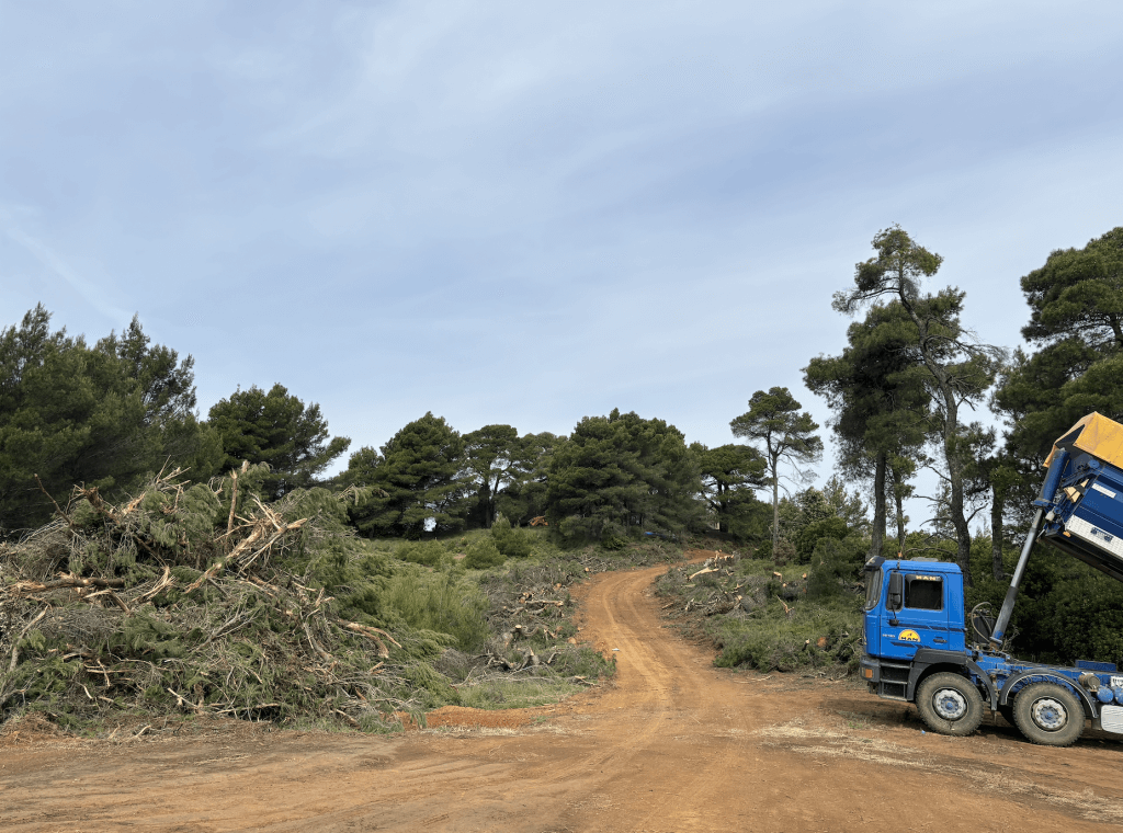 Κοπή πεύκων