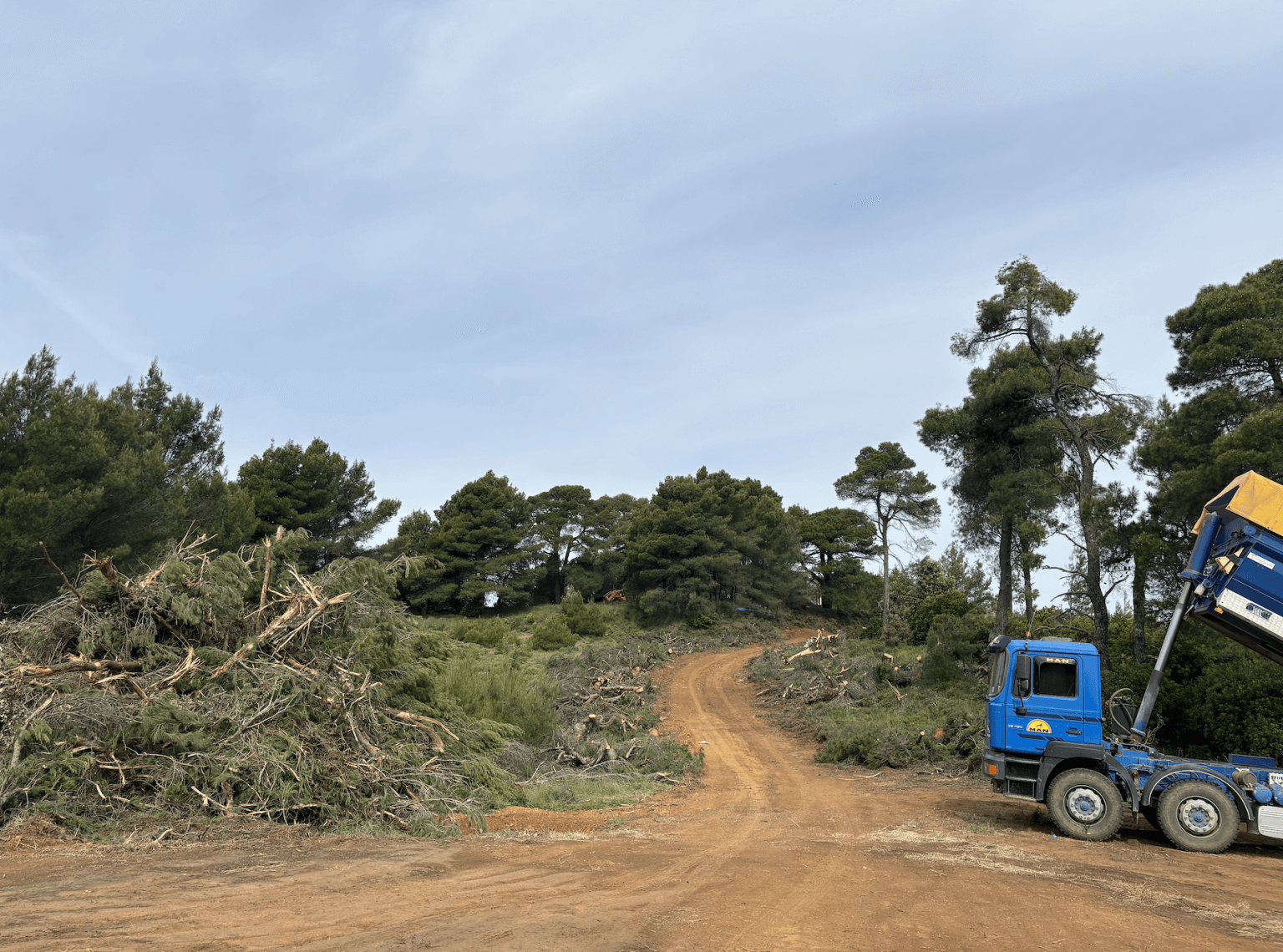 Κοπή πεύκων